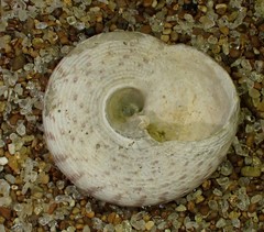 Coelotrochus tiaratus