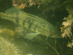 Paralabrax nebulifer