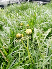 Taraxacum officinale