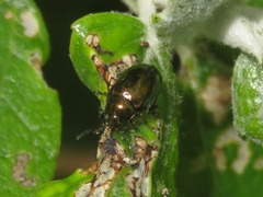 Phratora vitellinae