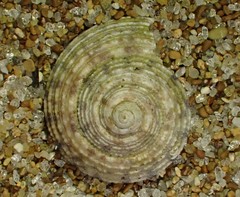 Coelotrochus tiaratus