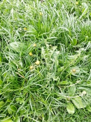 Taraxacum officinale