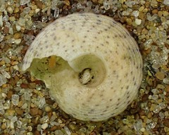 Coelotrochus tiaratus