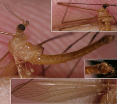 Lipsothrix remota