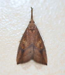 Hypena subvittalis