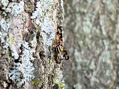 Idana marginata