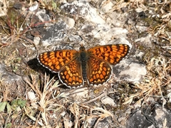 Melitaea pseudornata