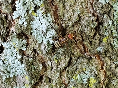 Idana marginata