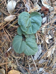 Cardamine pachystigma