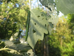 Anacampsis populella