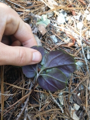 Cardamine pachystigma