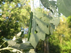 Anacampsis populella