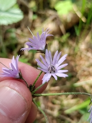Soldanella montana