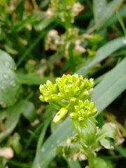 Barbarea vulgaris