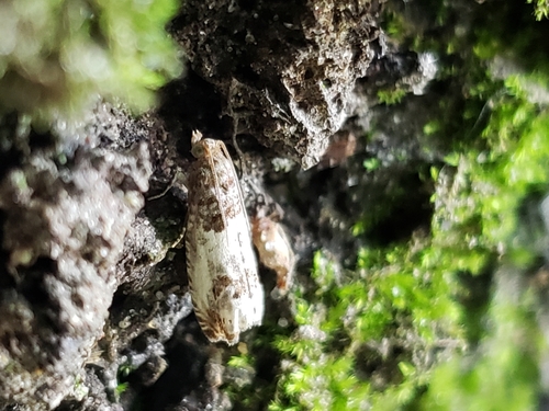 Doubleday's Notocelia Moth photo 2