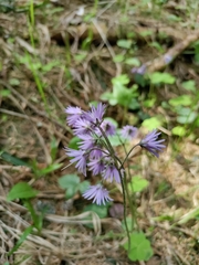 Soldanella montana