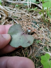 Soldanella montana