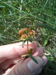 Euphorbia microcarpa