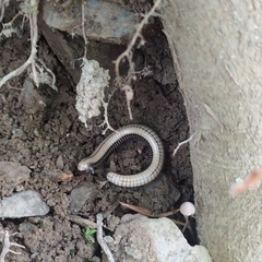 Pachyiulus krivolutskyi