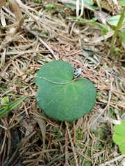 Soldanella montana