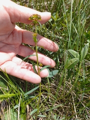 Euphorbia microcarpa