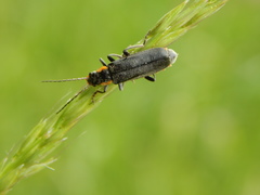 Cantharis obscura