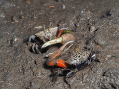 Tubuca acuta