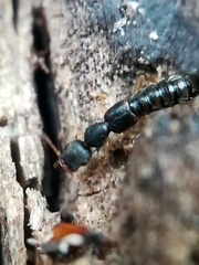 Astenus immaculatus