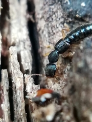 Astenus immaculatus