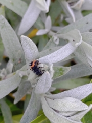 Harmonia axyridis