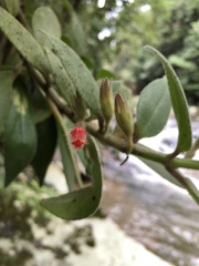 Nematanthus fissus