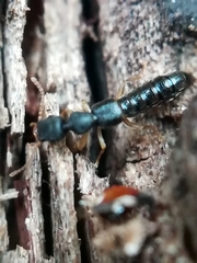 Astenus immaculatus