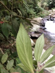 Nematanthus fissus