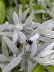 Harmonia axyridis