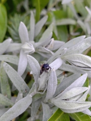Harmonia axyridis