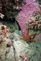 Uniophora