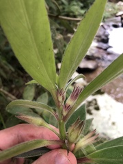 Nematanthus fissus