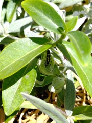Propylea quatuordecimpunctata