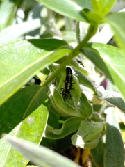 Propylea quatuordecimpunctata