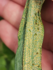 Puccinia hysterium