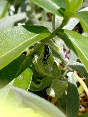 Propylea quatuordecimpunctata