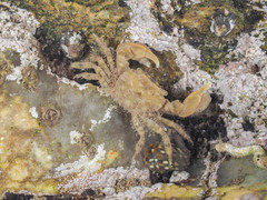 Hemigrapsus sinensis