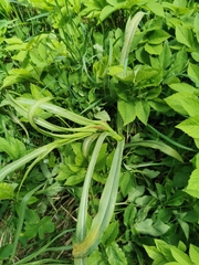 Puccinia hysterium
