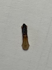 Cetonia aurata aurata