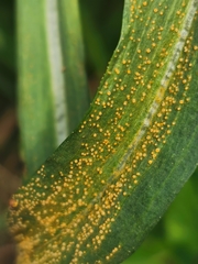 Puccinia hysterium