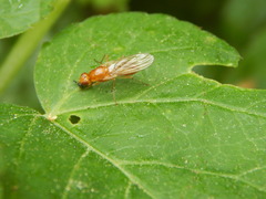 Psila