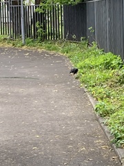 Columba livia domestica