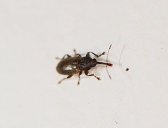 Basiliorhinus araucariae