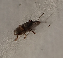 Basiliorhinus araucariae