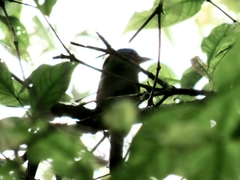 Psilopogon oorti